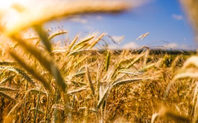 Credit Agricole lancia un Fondo di Investimento da 300 Milioni per le Aziende agricole di Francia ed Italia.